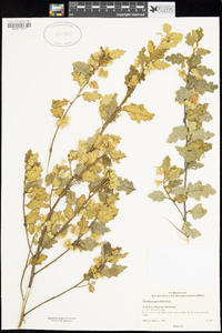 Image of Chorilaena quercifolia