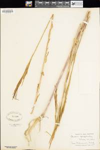 Turritis glabra image