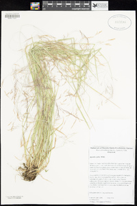 Agrostis scabra image