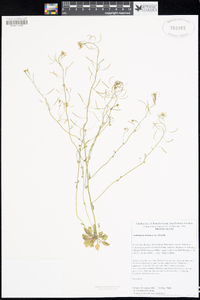 Arabidopsis thaliana image