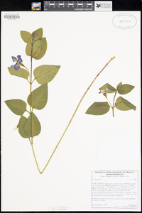 Vinca major image