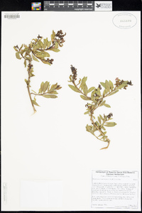 Myoporum sandwicense image