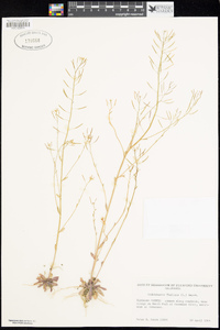 Arabidopsis thaliana image