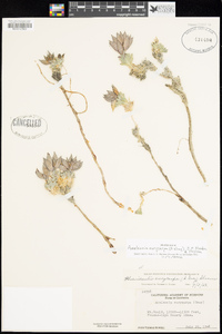 Anelsonia eurycarpa image