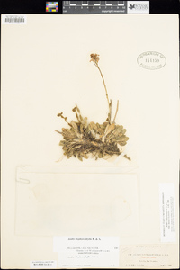 Arabis blepharophylla image