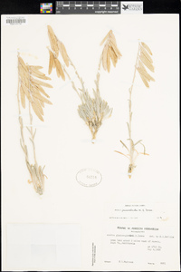 Arabis glaucovalvula image