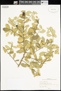 Severinia monophylla image