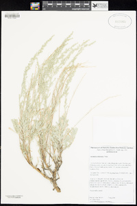 Artemisia tridentata image