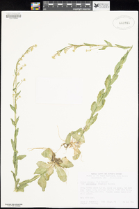 Arabis pycnocarpa image