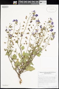 Phacelia parryi image