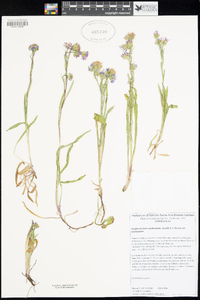 Symphyotrichum spathulatum var. spathulatum image