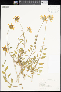 Encelia californica image