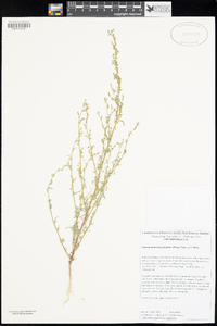 Chenopodium leptophyllum image