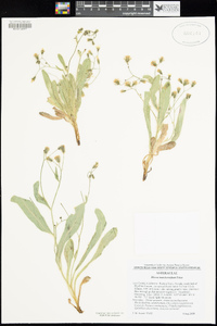 Hieracium horridum image