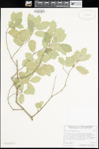 Quercus × acutidens image