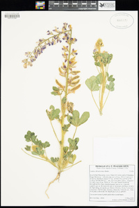 Lupinus hirsutissimus image