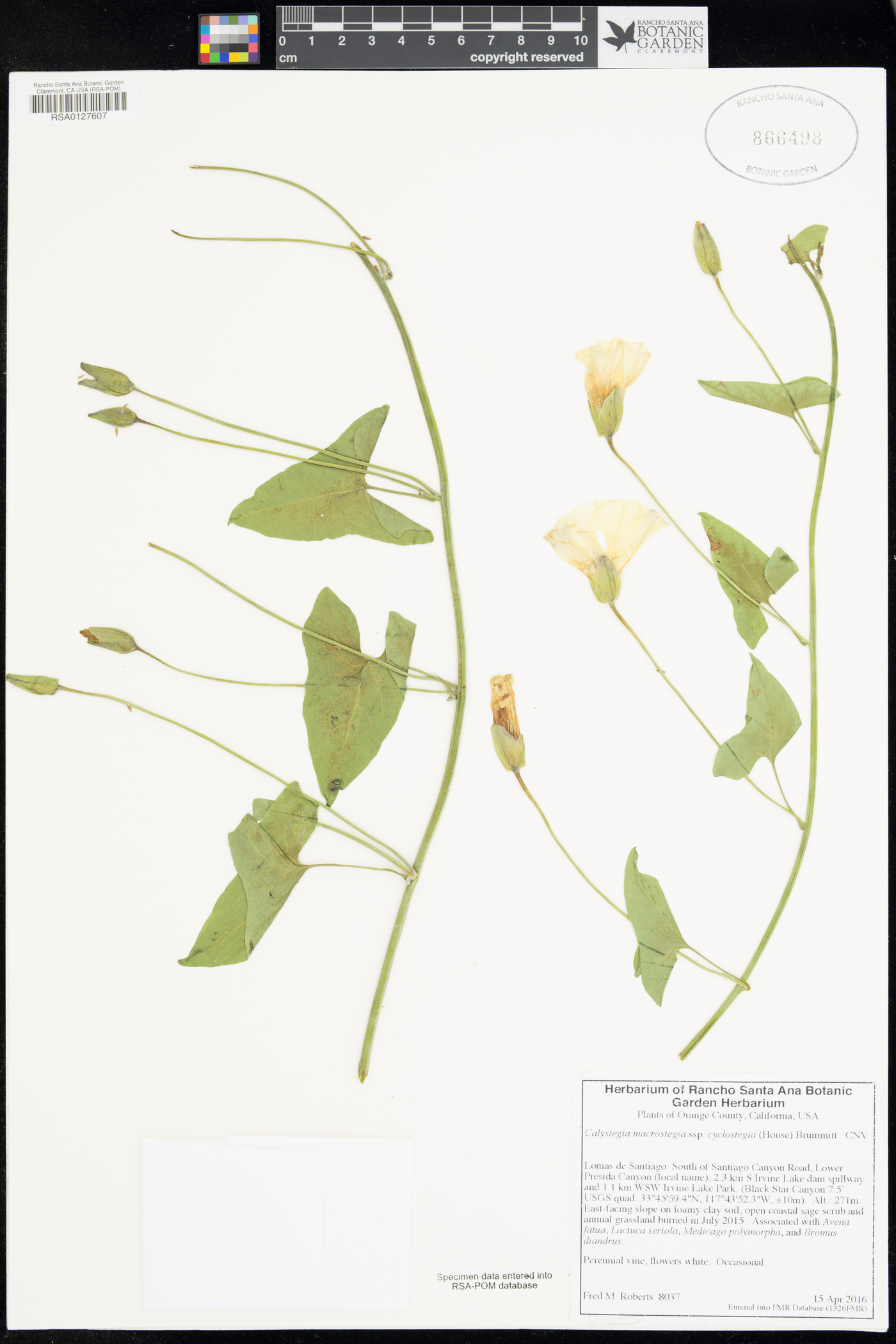 Calystegia macrostegia image