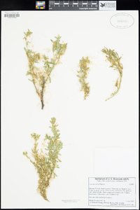 Cuscuta salina image