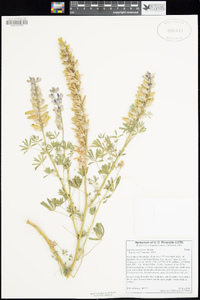 Lupinus sparsiflorus image