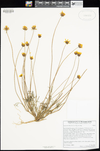 Coreopsis bigelovii image