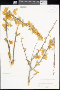 Fremontodendron californicum image