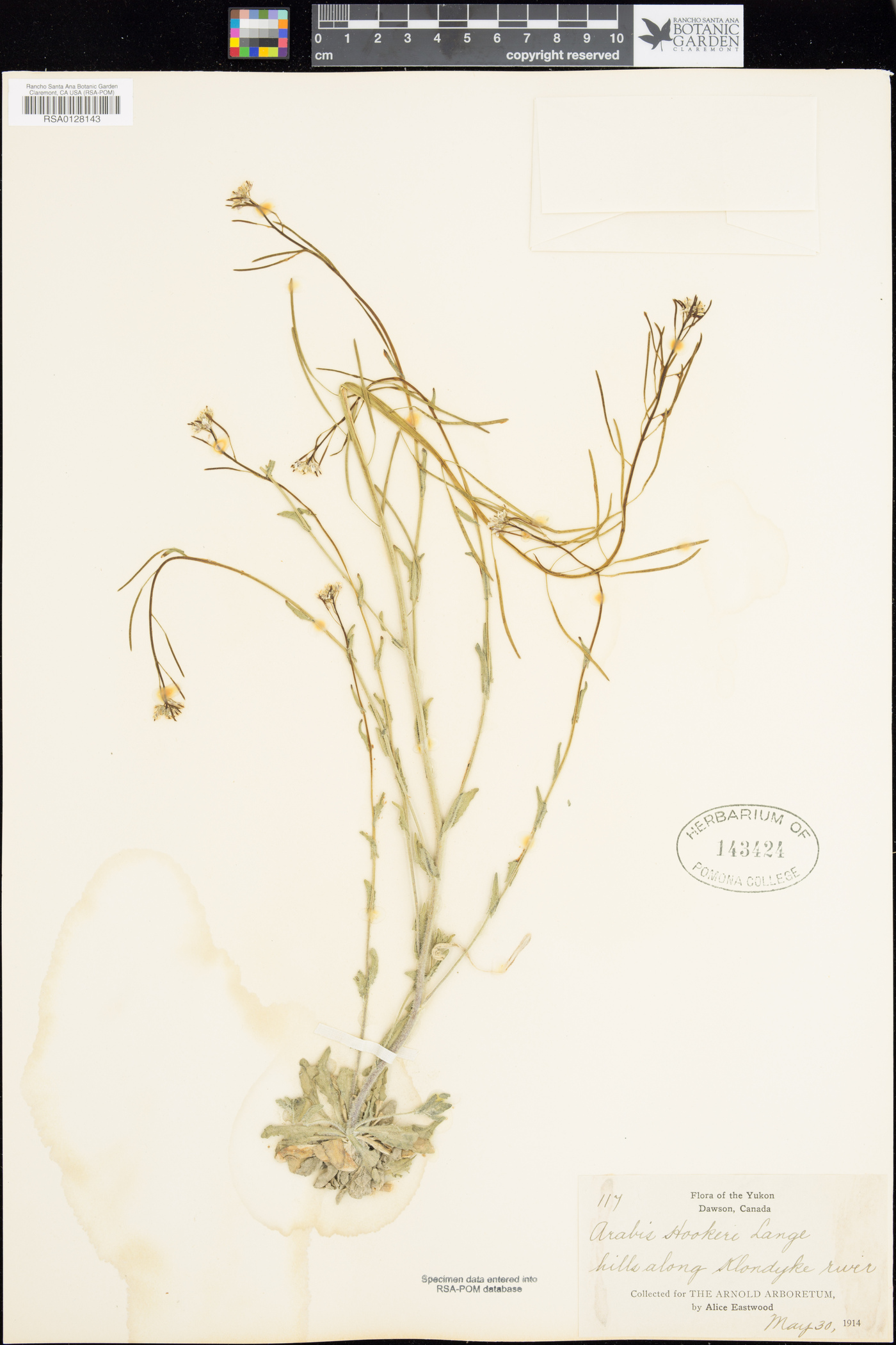 Transberingia bursifolia subsp. bursifolia image