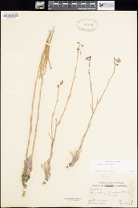 Arabis pulchra image