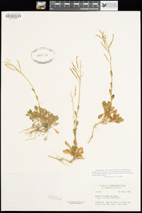 Arabis furcata image