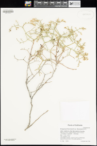 Eriogonum heermannii var. floccosum image