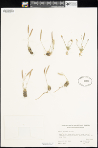 Boechera pygmaea image