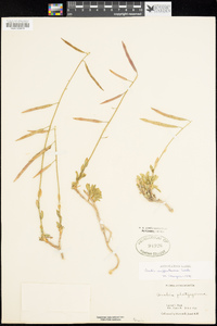Boechera suffrutescens image