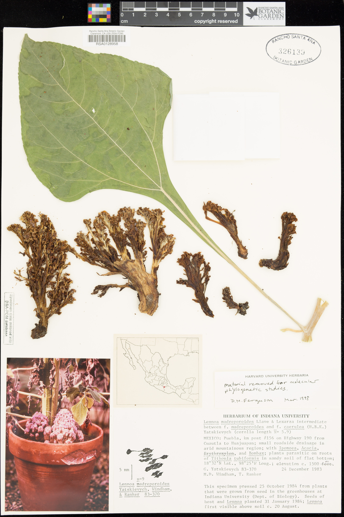 Lennoa madreporoides image