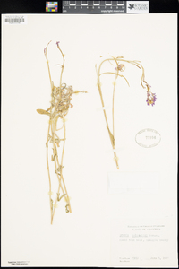 Boechera sparsiflora image