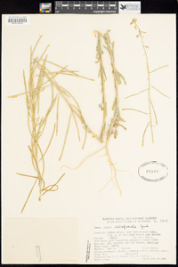 Arabis holboellii var. retrofracta image