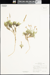 Arabis platysperma var. howellii image