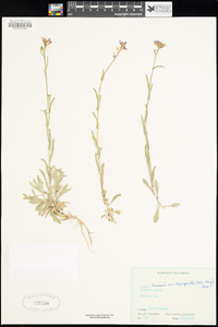 Arabis lemmonii var. depauperata image