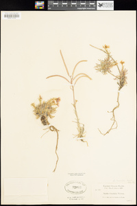 Arabis cusickii image