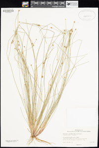 Eleocharis ovata image