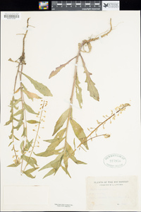 Borodinia canadensis image