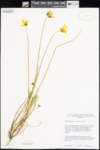 Coreopsis bigelovii image