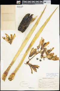 Yucca baccata image