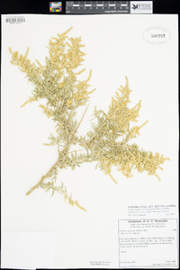 Atriplex canescens image