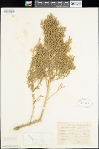 Allenrolfea occidentalis image