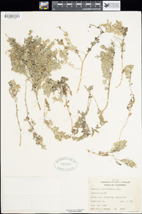 Atriplex californica image