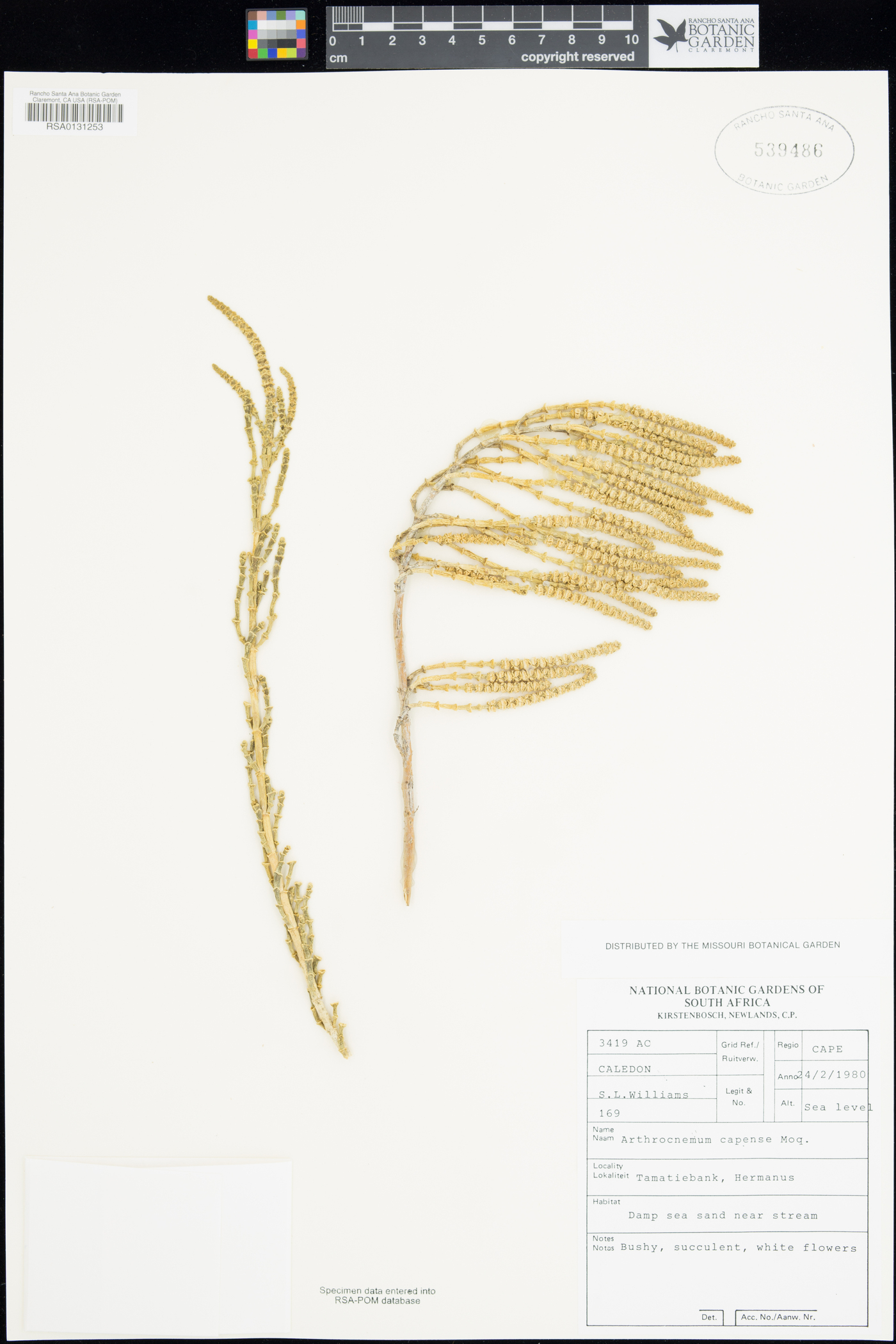 Salicornia capensis image