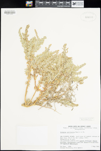 Atriplex californica image