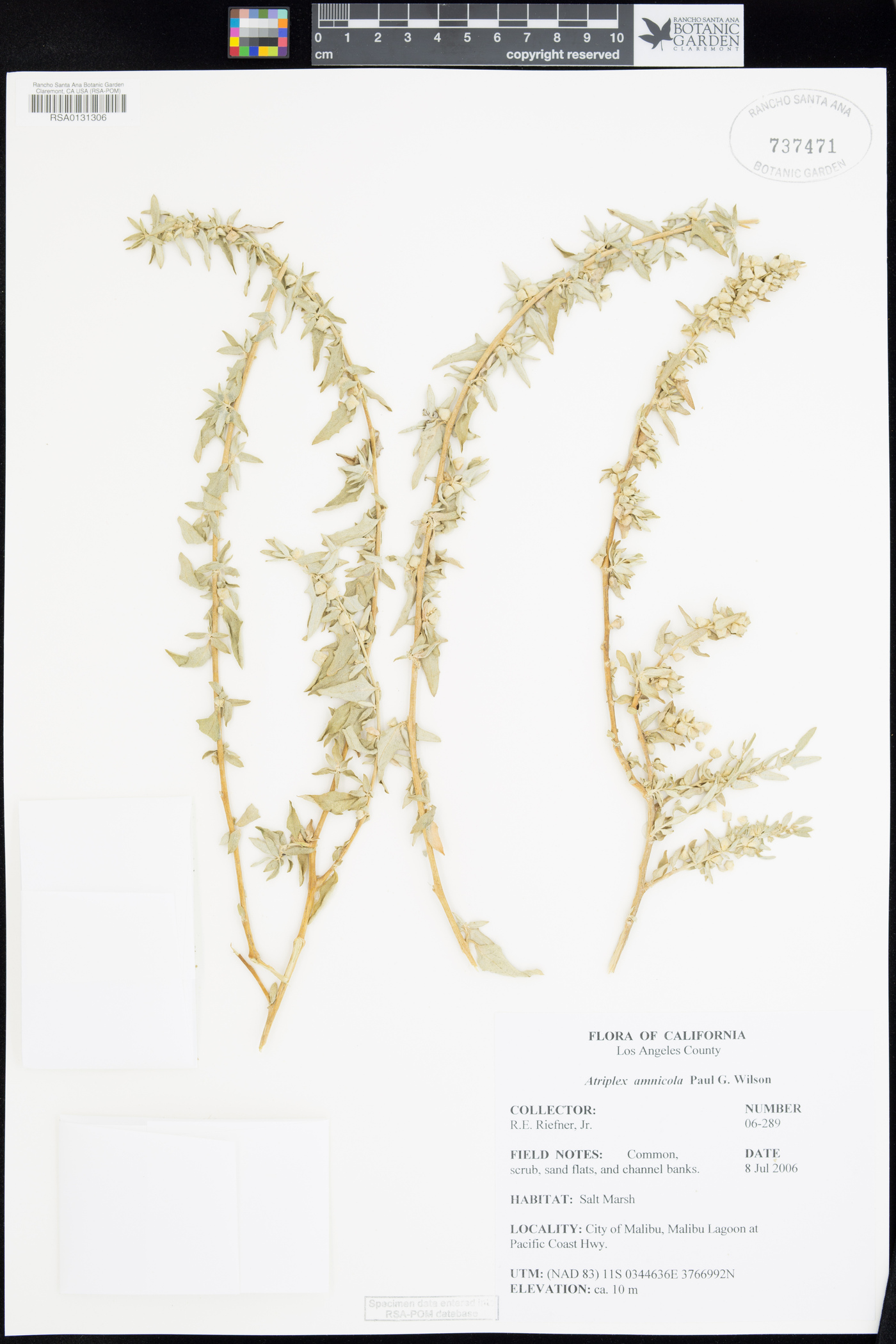 Atriplex amnicola image