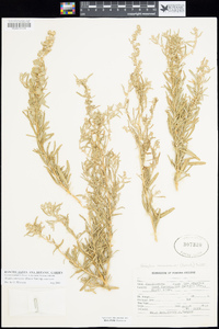 Atriplex canescens var. canescens image