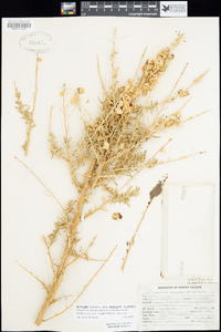 Atriplex canescens var. canescens image