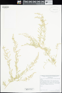 Atriplex canescens var. linearis image